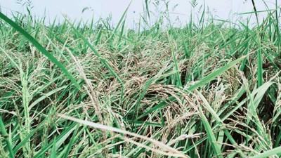 হিট শকে গোপালগঞ্জে ৯০ কোটি টাকার ধানের ক্ষতি