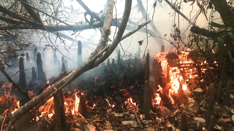 জোয়ারের পানি ঢুকছে না বনে, হুমকিতে বাস্তুতন্ত্র