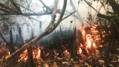 জোয়ারের পানি ঢুকছে না বনে, হুমকিতে বাস্তুতন্ত্র