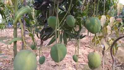 রাজশাহীর আম বাজারে আসছে ১৫ মে