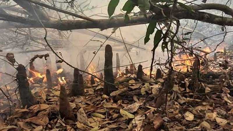 পুরোপুরি নেভেনি সুন্দরবনের আগুন