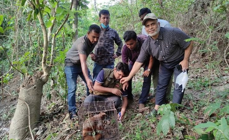 বান্দরবানে বিরল প্রজাতির উড়ন্ত বনবিড়াল অবমুক্ত