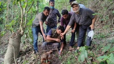 বান্দরবানে ধরা পড়ল উড়ন্ত বনবিড়াল