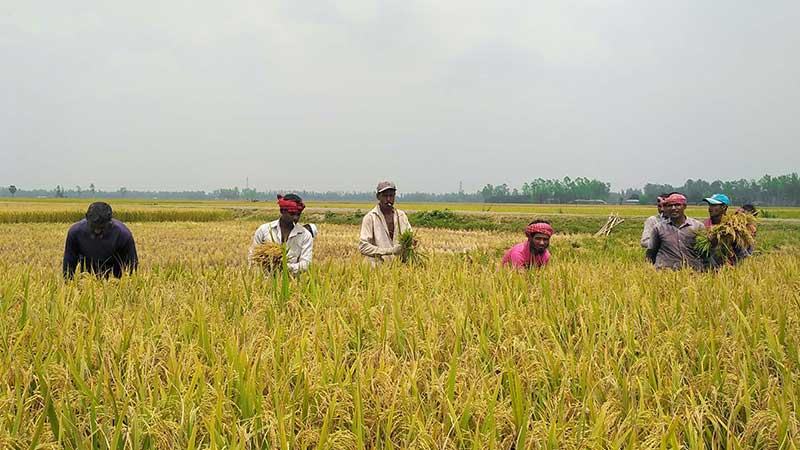বোরোর ফলনে খুশি ঘোড়াঘাটের চাষীরা