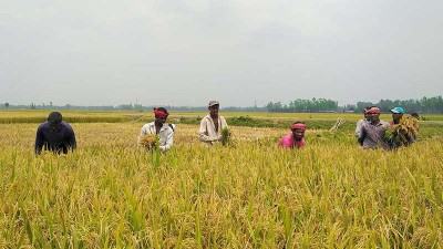 বোরোর ফলনে খুশি ঘোড়াঘাটের চাষীরা