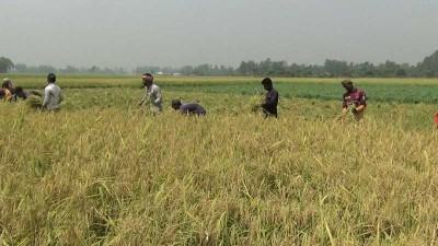 হিলিতে বোরোর ফলন ও দামে খুশি কৃষক