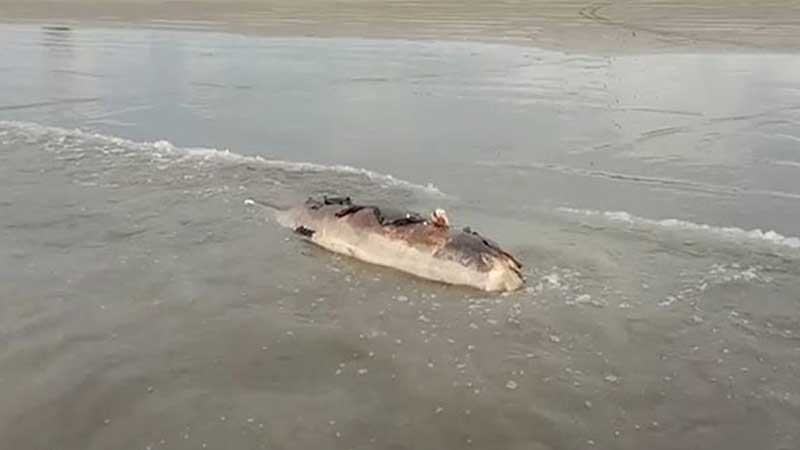 কুয়াকাটা সৈকতে ভেসে আসছে একের পর এক মৃত ডলফিন