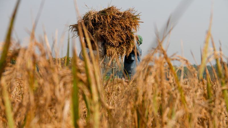 চাল উৎপাদন বাড়বে প্রায় সাড়ে ৭ লাখ টন