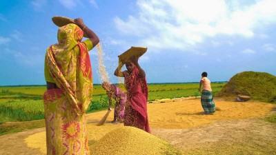 হিলিতে আড়তদারদের কারসাজিতে কমেছে ধানের দাম