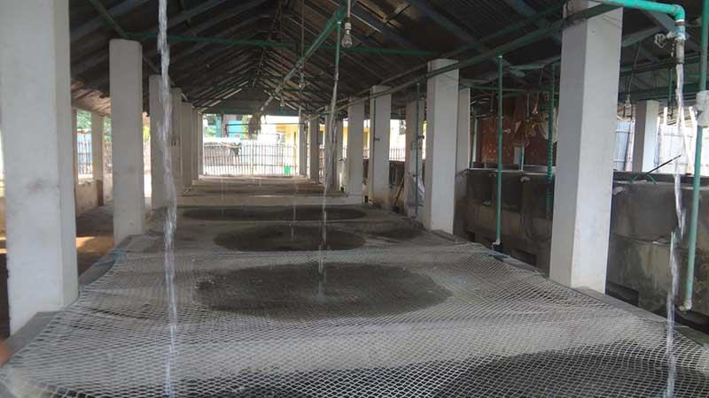 খরায় যশোরে রেণুপোনা উৎপাদনে বিপর্যয়