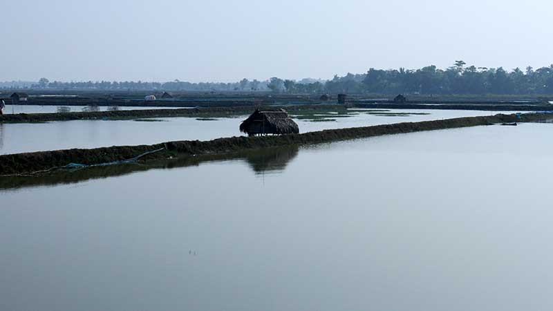 এক দশকে চিংড়ি উৎপাদন কমেছে
