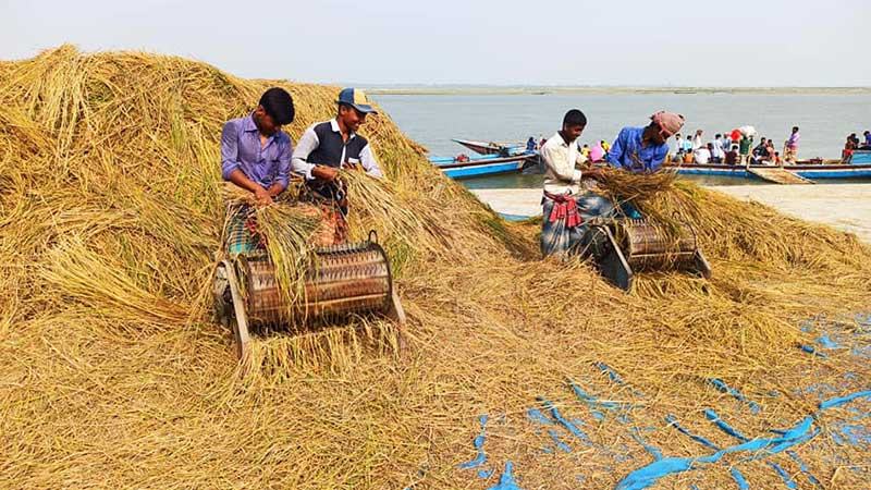 সিরাজগঞ্জে কৃষক নয় খুশি ব্যবসায়ীরা