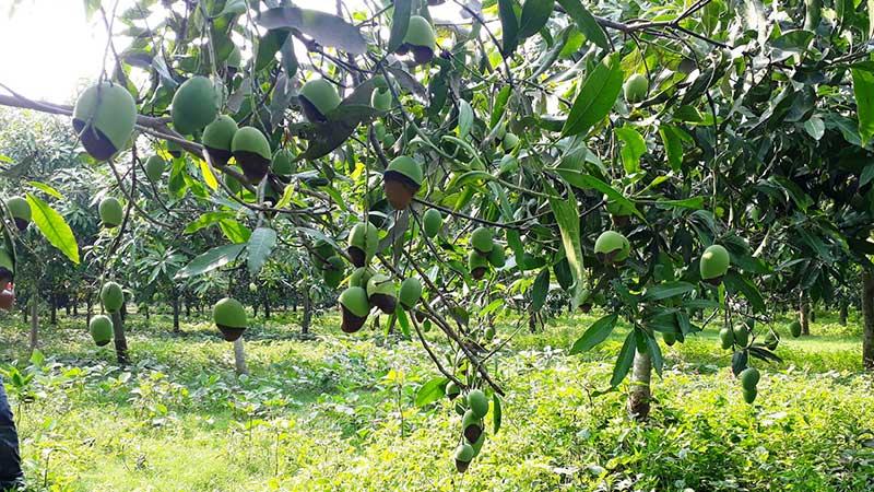 দিনাজপুরে ইটভাটার বিষাক্ত ধোঁয়ায় ফসলের সর্বনাশ
