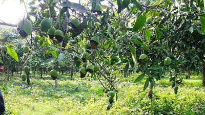 দিনাজপুরে ইটভাটার বিষাক্ত ধোঁয়ায় ফসলের সর্বনাশ