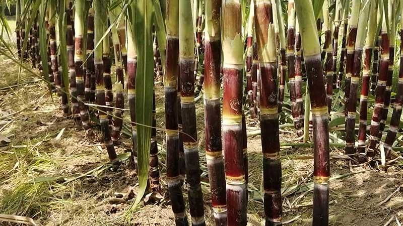 বগুড়ায় ফিলিপাইনের কালো আখ চাষে সম্ভাবনা