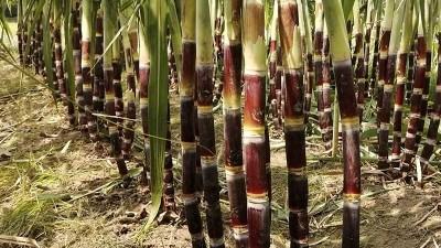 বগুড়ায় ফিলিপাইনের কালো আখ চাষে সম্ভাবনা