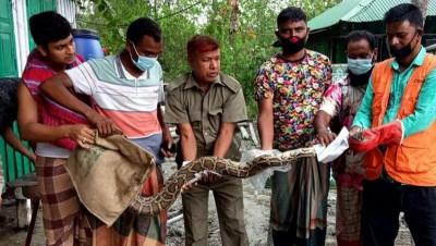 ইয়াসের প্রভাবে লোকালয়ে সুন্দরবনের অজগর