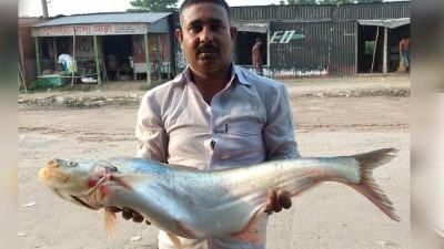 পদ্মায় সাড়ে ৭ কেজি ওজনের ঢাই মাছ, ২১ হাজার টাকায় বিক্রি