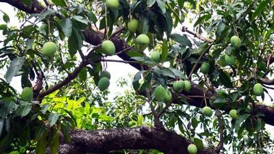 বড়াইগ্রামে আম বাজারজাতে সহায়তা দেবে পুলিশ