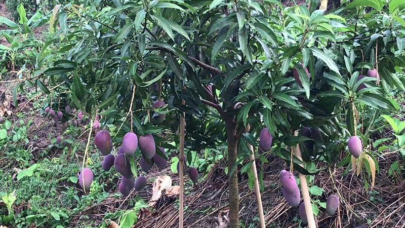 খাগড়াছড়িতে জাপানি মিয়াজাকি আমের নতুন সম্ভাবনা