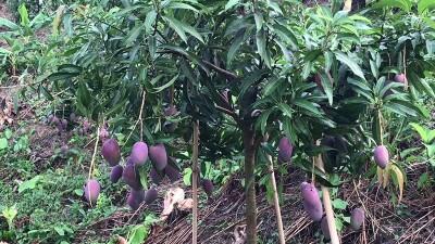 খাগড়াছড়িতে জাপানি মিয়াজাকি আমের নতুন সম্ভাবনা