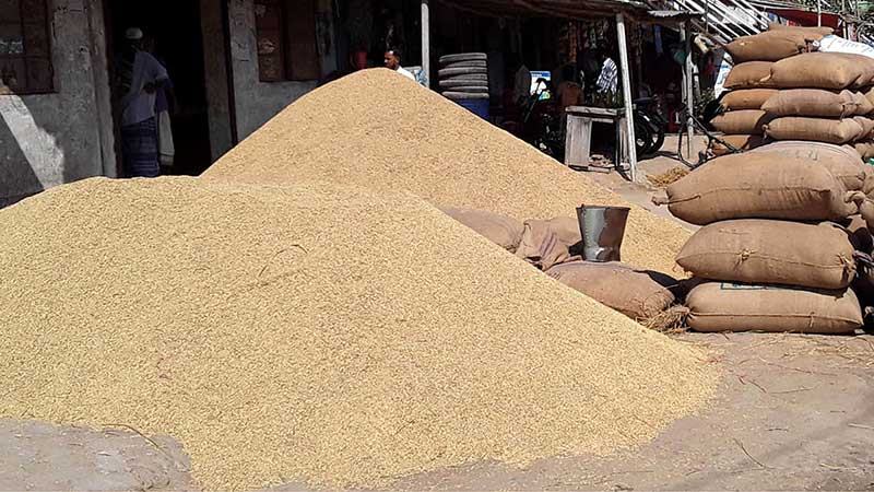 বগুড়ায় বোরোর দাম পেয়ে সন্তোষ কৃষকের