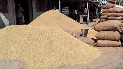 বগুড়ায় বোরোর দাম পেয়ে সন্তোষ কৃষকের