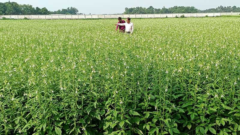 পাবনায় কমছে তিল চাষের জমি