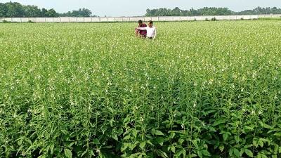 পাবনায় কমছে তিল চাষের জমি