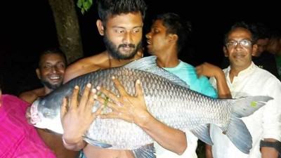 দুর্গাসাগর দীঘিতে বড়শিতে উঠল ৩৫ কেজির কাতল!