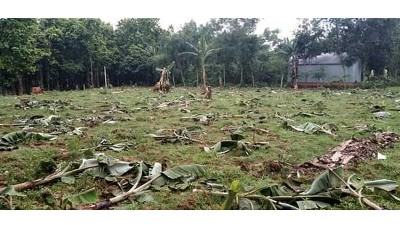 ভালুকায় চার শতাধিক কলাগাছ কেটে ফেলল প্রতিপক্ষ