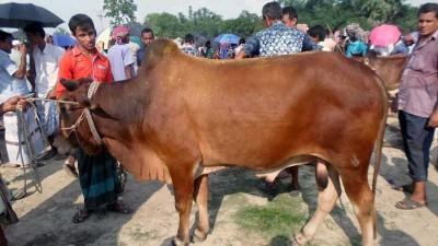 ফেনীতে কোরবানির চাহিদা মিটবে স্থানীয় পশুতেই