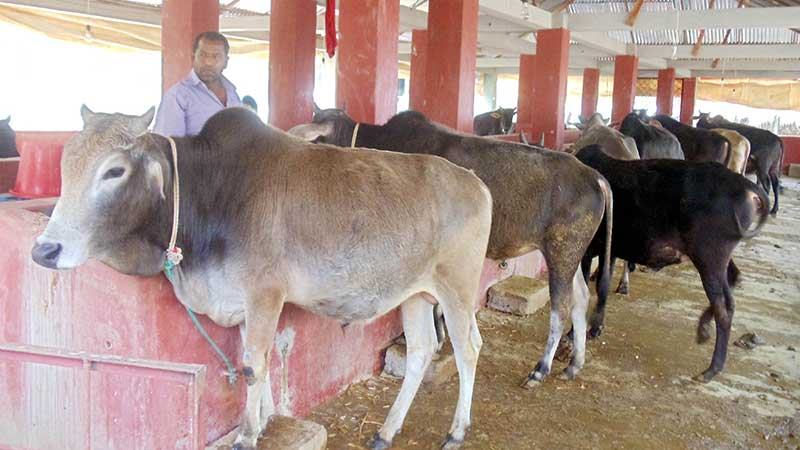 নড়াইলে প্রস্তুত চাহিদার অতিরিক্ত ১২ হাজার গবাদিপশু