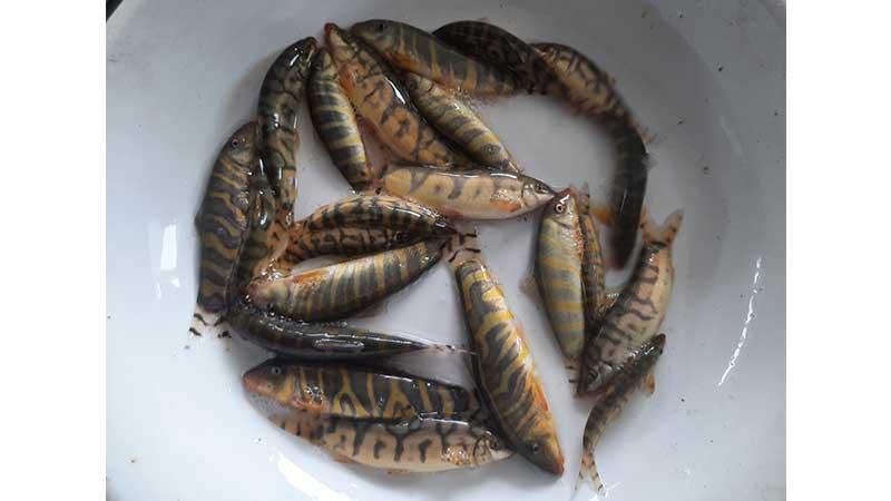চাষের আওতায় আসছে বিলুপ্তপ্রায় রানী মাছ