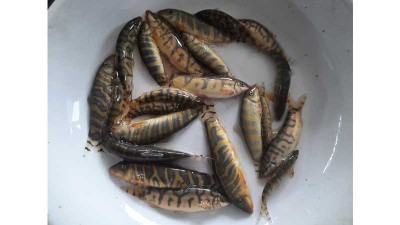চাষের আওতায় আসছে বিলুপ্তপ্রায় রানী মাছ