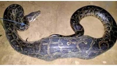 কমলগঞ্জে ১২ ফুট লম্বা অজগর আটক
