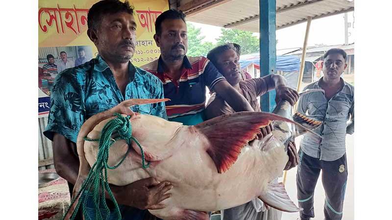অবাধে নিধন হচ্ছে সংরক্ষিত তালিকার বাগাড় মাছ