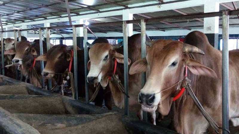 খুলনায় কোরবানির পশুর চাহিদা ৭৫ হাজার, ঘাটতি ২৭ হাজার