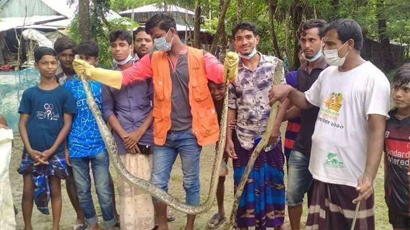 বাগেরহাট ও পিরোজপুরের লোকালয়ে দুই অজগর