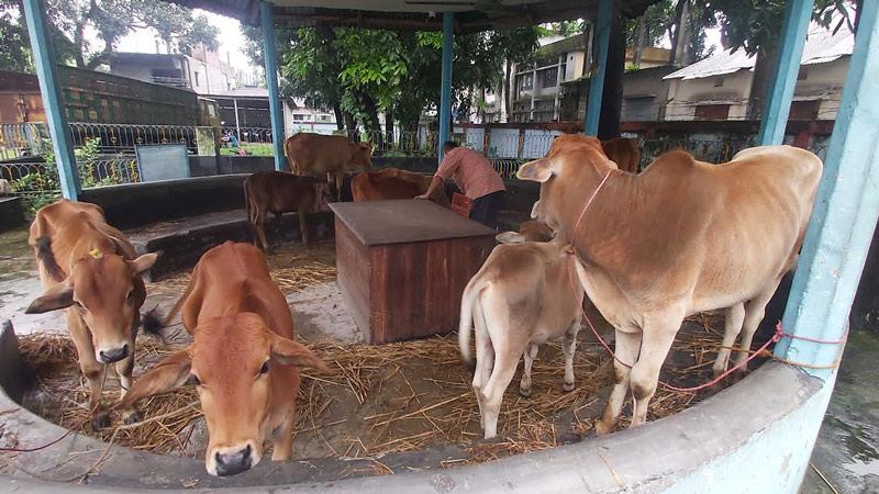 পঞ্চগড়ে ভারতীয় গরু উদ্ধার