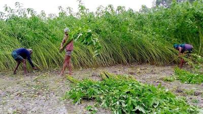 যমুনায় পানি বৃদ্ধিতে বন্যার আশঙ্কা