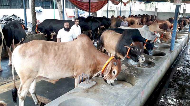 কোরবানির পশু নিয়ে দুশ্চিন্তায় খামারিরা