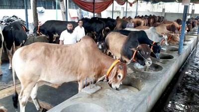 কোরবানির পশু নিয়ে দুশ্চিন্তায় খামারিরা