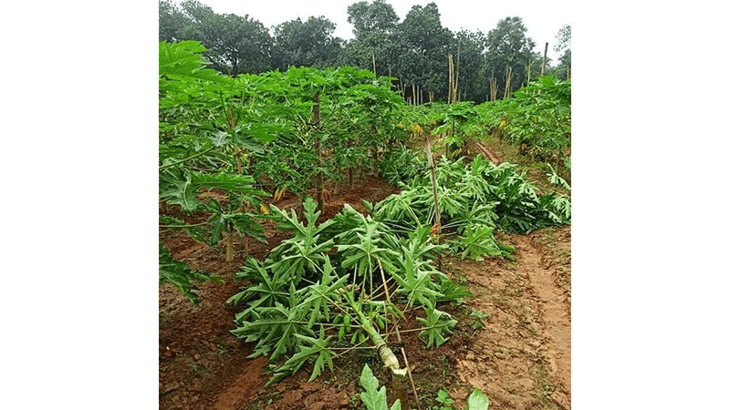 ভালুকায় পেঁপে গাছের সঙ্গে শত্রুতা
