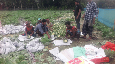 মেহেরপুরে অসময়ে ফুলকপি চাষে কৃষকের সাফল্য