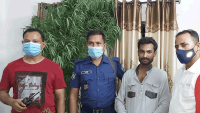 বগুড়ায় ফুলের সাথে গাঁজা চাষ, গ্রেপ্তার ১