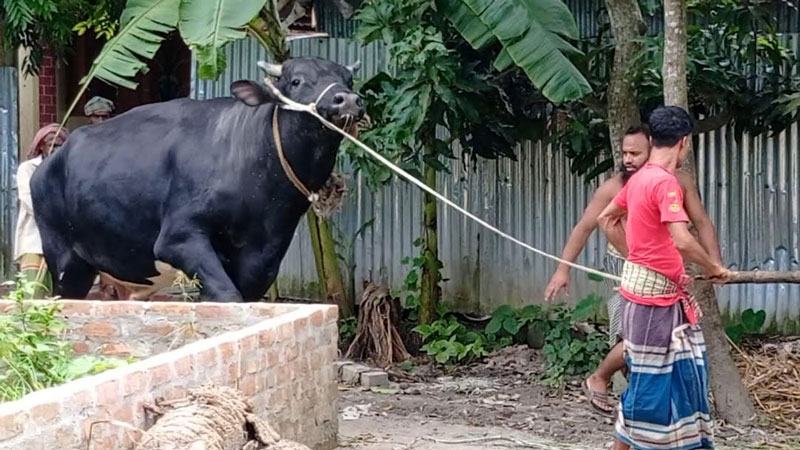 কোরবানী ঈদে ফরিদপুরে ৩৩ মন ওজনের সম্রাট