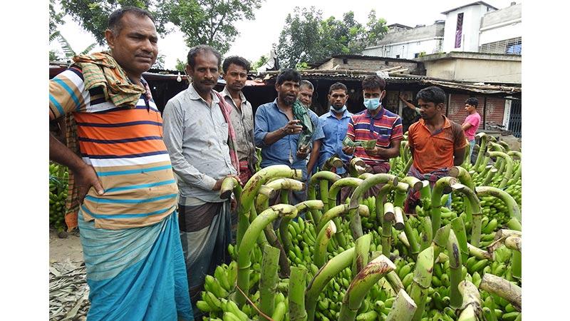 লকডাউনে বিক্রি কমে যাওয়ায় বিপাকে মাগুরার কলাচাষীরা