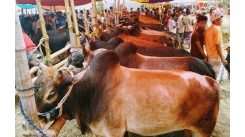 চট্টগ্রামে পশুর হাটে স্বাস্থ্যবিধি মানা নিয়ে শঙ্কা