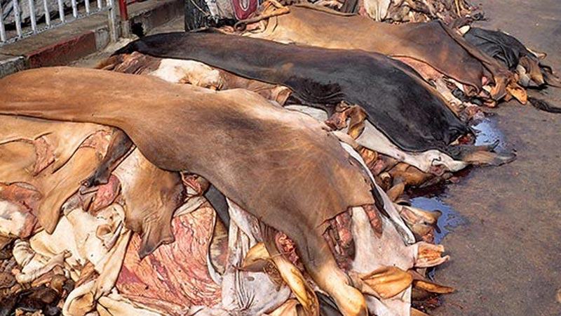 খুলনায় কিছুটা বেড়েছে চামড়ার দাম